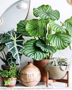 liven up your kitchen with plants